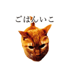 【実写版】猫のまーちゃろ（個別スタンプ：6）