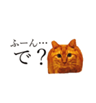 【実写版】猫のまーちゃろ（個別スタンプ：7）