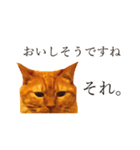 【実写版】猫のまーちゃろ（個別スタンプ：8）