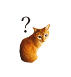 【実写版】猫のまーちゃろ（個別スタンプ：10）