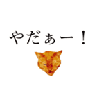 【実写版】猫のまーちゃろ（個別スタンプ：12）