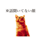 【実写版】猫のまーちゃろ（個別スタンプ：13）