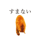 【実写版】猫のまーちゃろ（個別スタンプ：14）