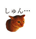 【実写版】猫のまーちゃろ（個別スタンプ：15）