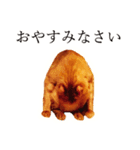 【実写版】猫のまーちゃろ（個別スタンプ：16）