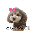 関西弁で話すトイプードル3（個別スタンプ：2）