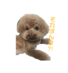 関西弁で話すトイプードル3（個別スタンプ：3）