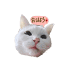 白猫 ももつぁん（個別スタンプ：1）