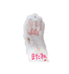 白猫 ももつぁん（個別スタンプ：2）