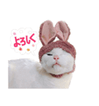 白猫 ももつぁん（個別スタンプ：3）