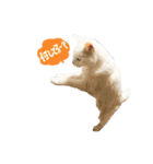 白猫 ももつぁん（個別スタンプ：7）