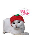 白猫 ももつぁん（個別スタンプ：8）