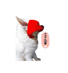 白猫 ももつぁん（個別スタンプ：9）