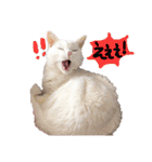 白猫 ももつぁん（個別スタンプ：10）