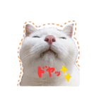 白猫 ももつぁん（個別スタンプ：11）