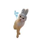白猫 ももつぁん（個別スタンプ：12）