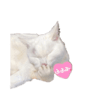 白猫 ももつぁん（個別スタンプ：13）