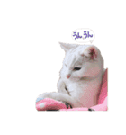 白猫 ももつぁん（個別スタンプ：19）
