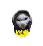 白猫 ももつぁん（個別スタンプ：23）