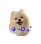 ポムタイムズ(2)（個別スタンプ：9）