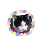 癒しねこにゃん（個別スタンプ：2）