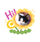 癒しねこにゃん（個別スタンプ：3）