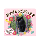 癒しねこにゃん（個別スタンプ：6）