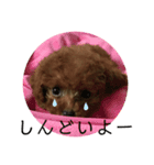トイプーぷりんの日常使う言葉（個別スタンプ：3）