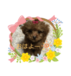 トイプーぷりんの日常使う言葉（個別スタンプ：6）