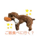 トイプーぷりんの日常使う言葉（個別スタンプ：7）