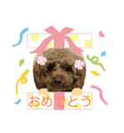 トイプーぷりんの日常使う言葉（個別スタンプ：8）