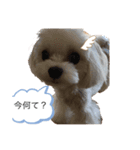 可愛い❤️ワンちゃん8（個別スタンプ：1）