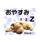 ラブリーシェリー（個別スタンプ：8）
