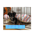 longcortchiwawa（個別スタンプ：5）