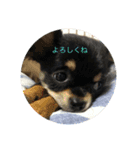 longcortchiwawa（個別スタンプ：13）