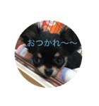 longcortchiwawa（個別スタンプ：15）