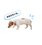 うちのジャック。（個別スタンプ：2）