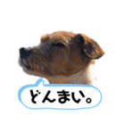 うちのジャック。（個別スタンプ：15）
