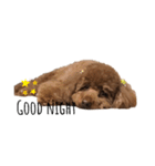 レオのすけ（個別スタンプ：1）