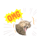 ぽちゃねこ会話（個別スタンプ：1）