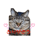 ぽちゃねこ会話（個別スタンプ：4）