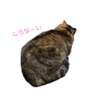 ぽちゃねこ会話（個別スタンプ：5）