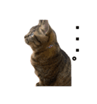 ぽちゃねこ会話（個別スタンプ：7）
