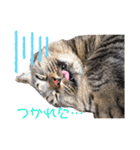 ぽちゃねこ会話（個別スタンプ：8）