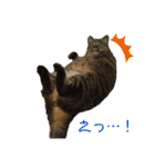 ぽちゃねこ会話（個別スタンプ：9）