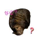 ぽちゃねこ会話（個別スタンプ：10）