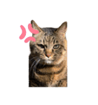 ぽちゃねこ会話（個別スタンプ：11）