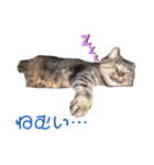 ぽちゃねこ会話（個別スタンプ：12）