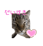 ぽちゃねこ会話（個別スタンプ：13）