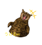 ぽちゃねこ会話（個別スタンプ：14）